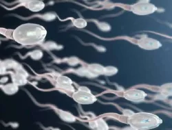 Varikokel Menyebabkan Infertilitas?
