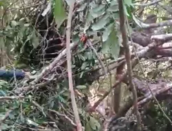 Bunga Kembang Semangkok Yang Bernilai Jual Tinggi