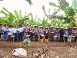 Pemerintah Kabupaten Bintan Dukung Program Swasembada Jagung Nasional dengan Penanaman Serentak
