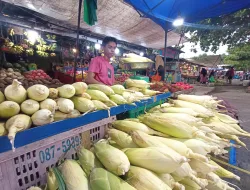 Tahun Baru Jadi Berkah untuk Pedagang Jagung di Tanjungpinang 