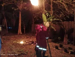 Petugas Disdamkar Natuna Berhasil Evakuasi Sarang Tawon yang Mengganggu Warga