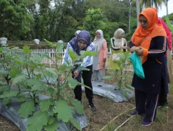 Lahan Produktif Hatinya PKK Asahan Hasilkan Panen Memuaskan di Tangan Ketua PKK