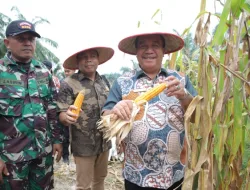 Bupati Asahan Ikuti Panen Raya Jagung Serentak yang Dipimpin Presiden Republik Indonesia