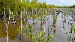 Ketgam : Tanaman Mangrove Di Desa Terapung, Buton Tengah