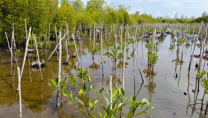 Ketgam : Tanaman Mangrove Di Desa Terapung, Buton Tengah