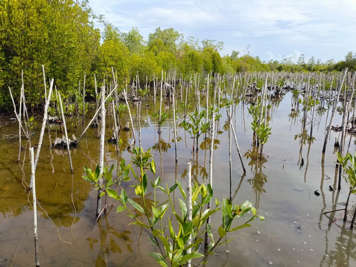 Ketgam : Tanaman Mangrove Di Desa Terapung, Buton Tengah