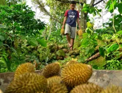 Durian Ilegal Serbu Pasar Indonesia, DPR Minta Pemerintah Bertindak Tegas