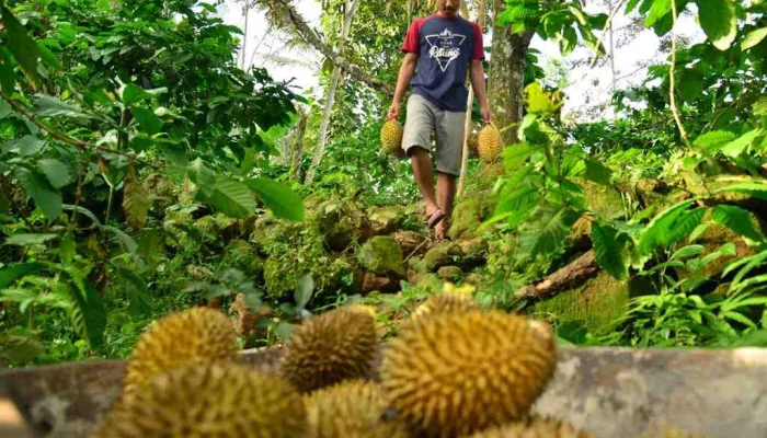 Petani memanen durian oren di Banyuwangi, Jawa Timur.