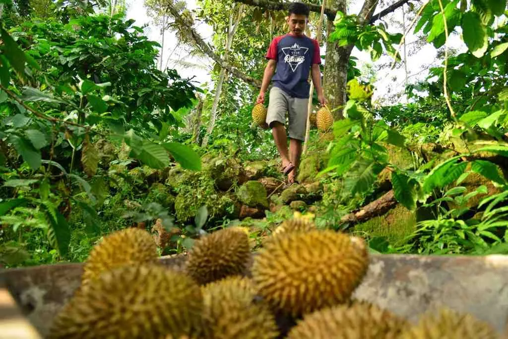 Petani memanen durian oren di Banyuwangi, Jawa Timur.