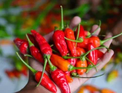 Hati-Hati, Terlalu Sering Makan Cabai Bisa Tingkatkan Risiko Kanker Lambung