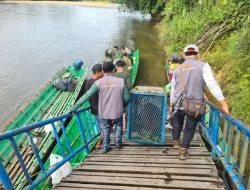 Dua Orangutan Hasil Rehabilitasi YPOS Resmi Kembali ke Alam Liar di Betung Kerihun