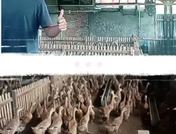 HIJRAH FARM:Mewujudkan Ekonomi Kreatif melalui Peternakan Telur Bebek di Sawahlunto