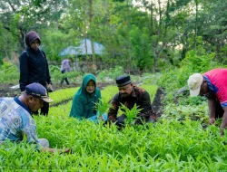 Panen Raya di Benteng Liwuwawono, Warga Mawasangka Rasakan Manfaat Nyata Program Ketahanan Pangan