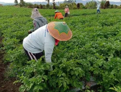 Produktivitas Kentang Kerinci Naik 8,76 Persen Sepanjang 2025