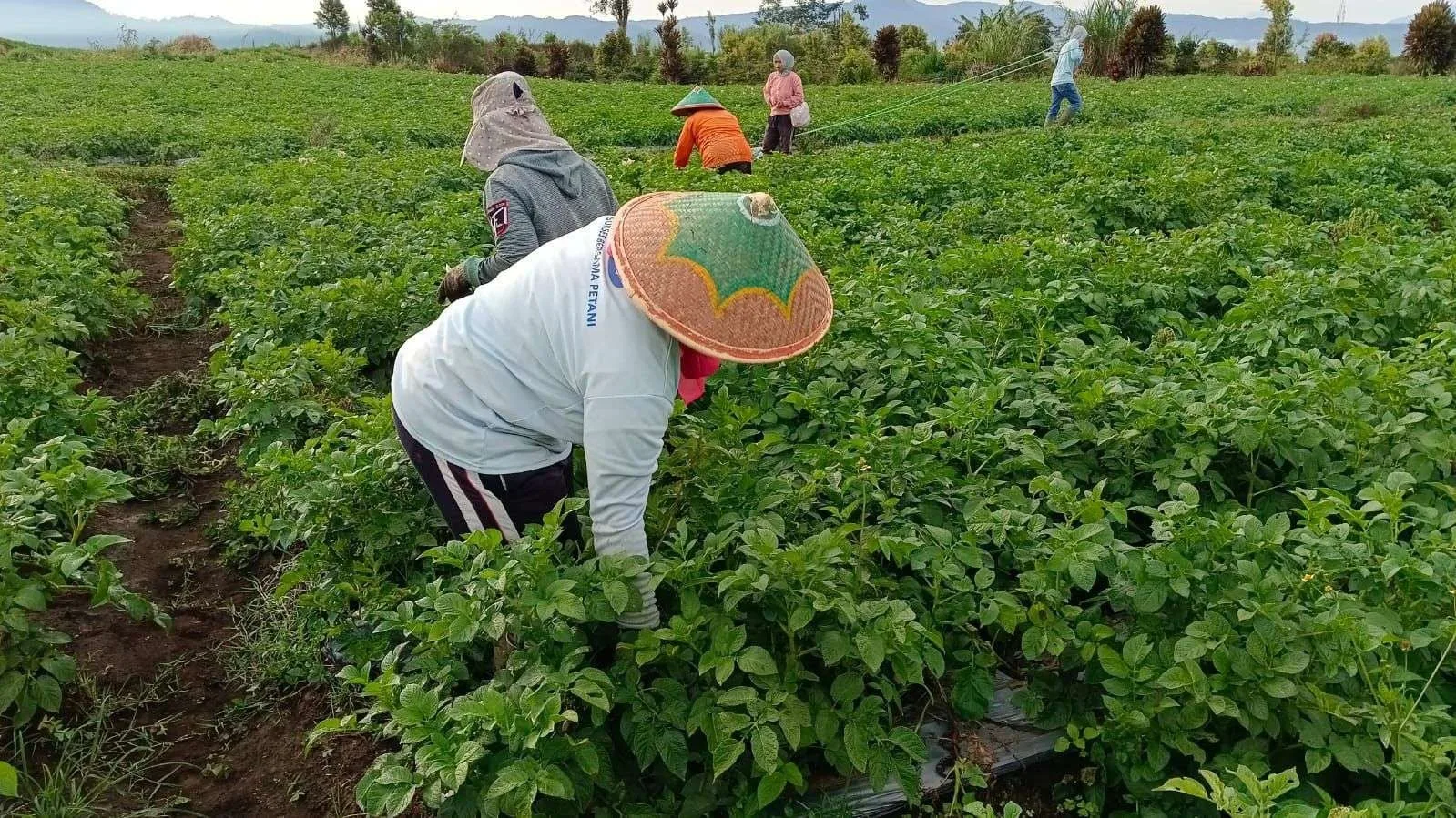 Para petani tengah memaneng kentang di Kerinci, Jambu, Sabtu 31 Januari 2026.