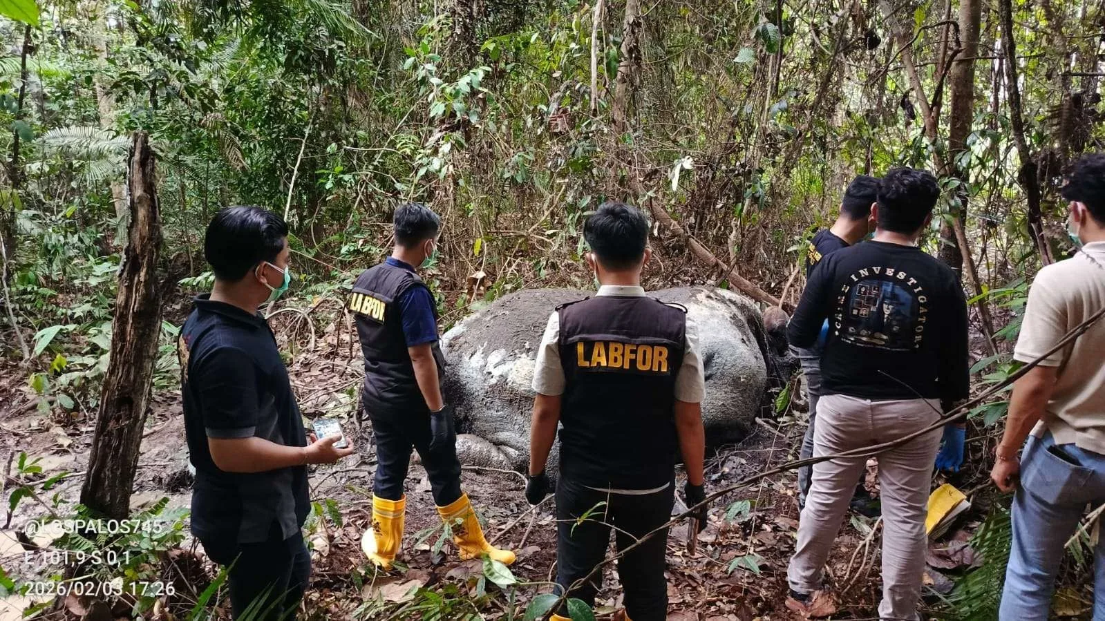 Petugas BBKSDA dan Polda Riau menyelidiki adanya temuan gajah mati di area kerja PT Riau Andalan Pulp and Paper (PT RAPP), Blok Ukui, Kabupaten Pelalawan, Riau.