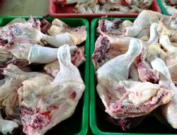 Kementerian Pertanian Pastikan Harga Ayam di Tapanuli Stabil Jelang Ramadan