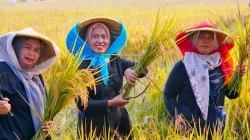 Ilustrasi - Tiga petani memperlihatkan hasil padi yang dipanen.