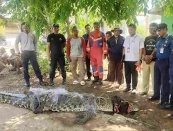 Warga Tanjungpinang Tangkap Buaya 4,1 Meter, Damkar Turun Tangan Evakuasi