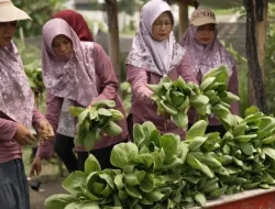 Program MBG Bantu Serap Hasil Panen KWT Sumber Lestari di Karanganyar