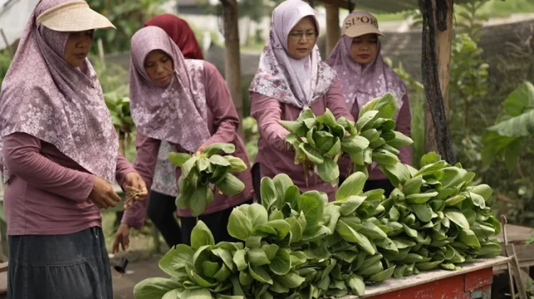 Kelompok Tani Wanita (KWT) Sumber Lestari di Desa Klodran, Kecamatan Colomadu, Kabupaten Karanganyar, Jawa Tengah saat memanen sayur.