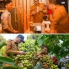 Perkuat Hilirisasi, Wali Kota dan Wawako Sawahlunto Tinjau Produksi Kopi Arang di Muaro Kalaban