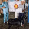 Gunakan Anggaran Pribadi, Prabowo Salurkan Kambing Kurban ke Setiap Kelurahan di Kota Tanjungpinang