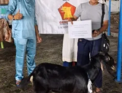 Gunakan Anggaran Pribadi, Prabowo Salurkan Kambing Kurban ke Setiap Kelurahan di Kota Tanjungpinang