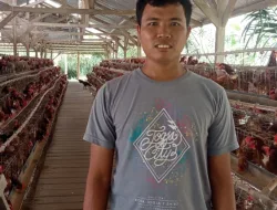 Di Tengah Kenaikan Harga Konsentrat, Jagung SPHP Jadi Penyangga Biaya Pakan Peternak