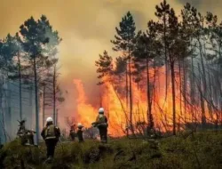 Kebakaran Gunung Jabung Trenggalek Padam, BNPB Imbau Warga Waspada Karhutla